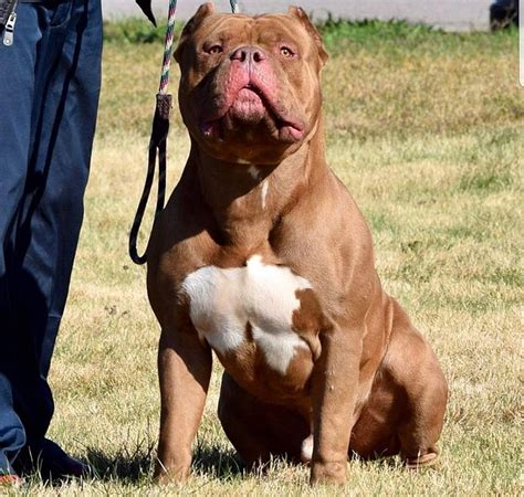 xxl bully|are xl bully legal in uk.